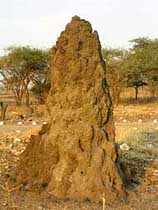 termit uyasi